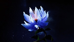 Lotus flower, Blue aesthetic, Dark aesthetic, Dark background, 4K wallpaper