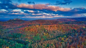 Autumn, Forest, Trees, Nature, 4K wallpaper