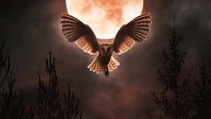 Barn Owl, Owl, Birds, Moon, Night, Artist, Artwork, Digital Art, 4K wallpaper