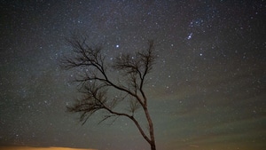 Tree, Sky, Stars, Nature, 4K wallpaper