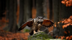 Owl, Birds, 4K wallpaper