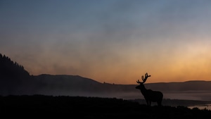 Elk, Animals, Sunrise, 4K wallpaper