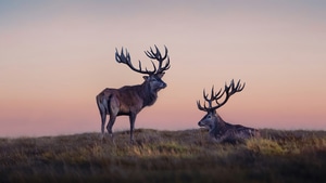 Reindeer, Animals, Photography, 4K wallpaper