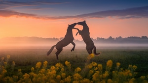 Horses, Horse, Animals, 4K wallpaper