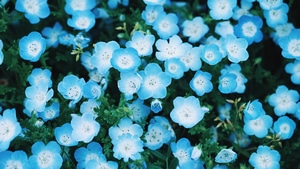 Flowers, 4K wallpaper