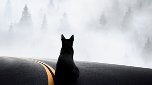 Cat, Animals, 4K wallpaper