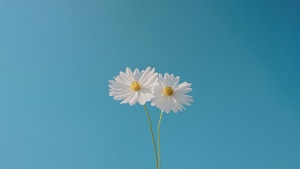 Flowers, 4K wallpaper