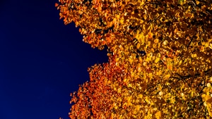 Autumn, Switzerland, Nature, 4K wallpaper