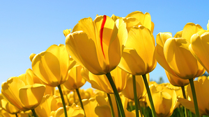 Yellow tulips, Windows 7, Stock, Yellow flowers, Tulip garden, 4K wallpaper