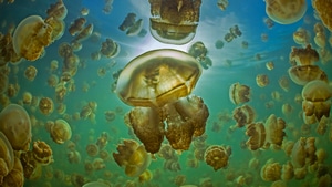 Jellyfish, Underwater, Animals, Photography, 4K wallpaper