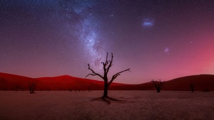 Evening, Tree, Sky, Nature, 4K wallpaper
