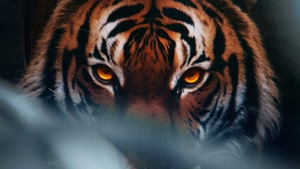 Tiger, Animals, 4K wallpaper