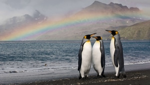 Penguins, Birds, Animals, 4K wallpaper