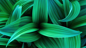 Green leaves, Windows 7, Stock, Plant, Green aesthetic, 4K wallpaper