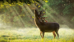 Reindeer, Animals, 4K wallpaper
