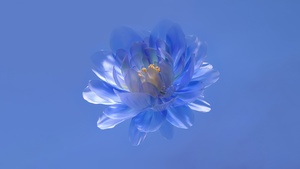 Abstract flower, Blue aesthetic, Blue background, 4K wallpaper