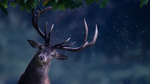 Deer, Animals, 4K wallpaper