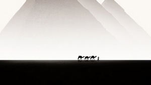 Camel, Artist, Artwork, Digital Art, 4K wallpaper