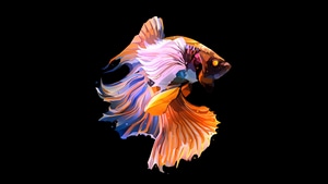 Fish, Dark, Black, Oled, Artist, Artwork, Digital Art, Deviantart, 4K wallpaper