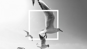 Flying birds, Frame, Seagulls, Bingkai, Black and White, Monochrome, 4K wallpaper