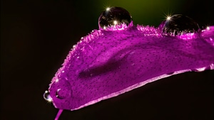 Drops, Photography, 4K wallpaper
