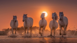 Horse, Animals, Behance, 4K wallpaper