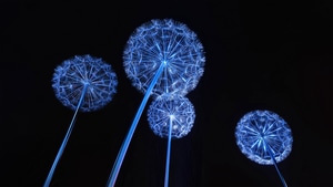 Dandelion, Plant, Flowers, Nature, Dark, Black, Behance, 4K wallpaper