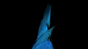 Birds, Dark, Black, Oled, Behance, Abstract, 4K wallpaper