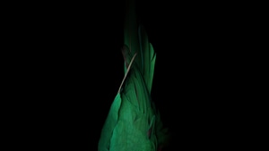 Birds, Dark, Black, Oled, Behance, Abstract, 4K wallpaper