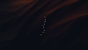 Birds, Minimalism, Minimalist, Artist, Artwork, Digital Art, Dark, 4K wallpaper
