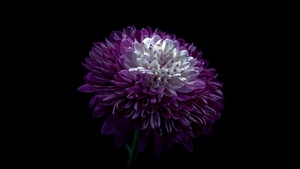 Chrysanthemum, Purple Flower, Black background, AMOLED, 4K wallpaper