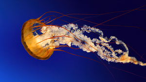 Jellyfish, Windows 7, Stock, Underwater, Aqua, 4K wallpaper