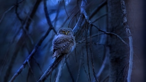 Owl, Birds, 4K wallpaper