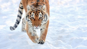 Lion, Animals, Snow, 4K wallpaper