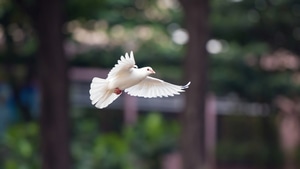 Dove, Birds, 4K wallpaper