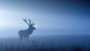 Reindeer, Artist, Artwork, Digital Art, Deviantart, 4K wallpaper
