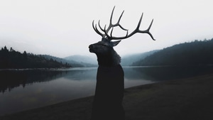 Deer, Photography, Monochrome, Black And White, Deviantart, 4K wallpaper