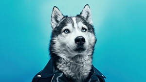 Siberian Husky, Dog, Animals, Behance, 4K wallpaper