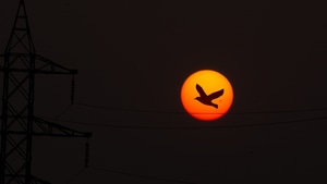 Birds, Sunset, Sunrise, Dark, Black, Artist, Artwork, Digital Art, 4K wallpaper