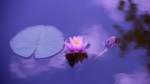 Lotus, Flowers, 4K wallpaper