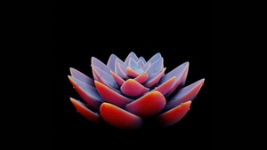 Flower, Plant, Artist, Artist, Artwork, Digital Art, Dark, Black, Oled, 4K wallpaper