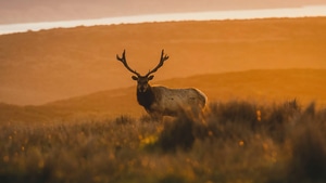 Reindeer, Animals, 4K wallpaper
