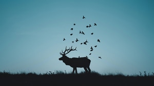 Reindeer, Minimalism, Minimalist, Silhouette, Artist, Artwork, Digital Art, 4K wallpaper