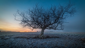 Tree, Nature, 4K wallpaper