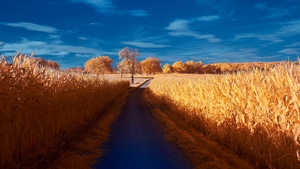 Road, Autumn, Nature, 4K wallpaper