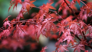 Leaf, Photography, 4K wallpaper