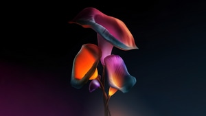 Flowers, Dark, Black, Artist, Artwork, Digital Art, Behance, Minimalism, Minimalist, 4K wallpaper