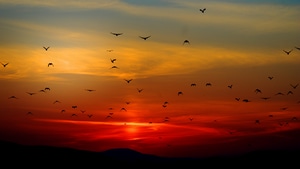 Mountains, Birds, Silhouette, Dusk, Dawn, Sunset, Nature, 4K wallpaper