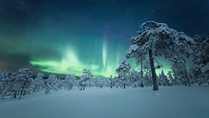 Aurora, Trees, Snow, Nature, 4K wallpaper