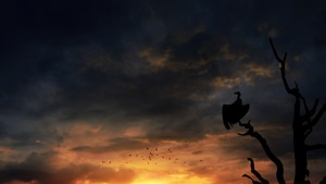 Birds, Silhouette, Artist, Artwork, Digital Art, Deviantart, 4K wallpaper